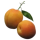 Apricot