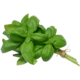 Basil